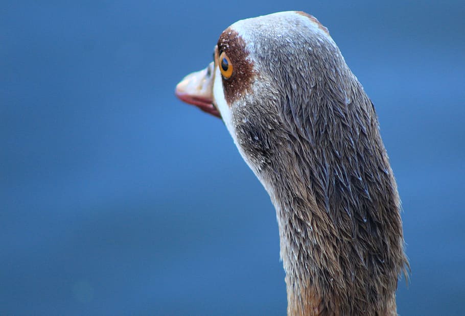 duck, bird, water, animal, animal themes, animal wildlife, one animal HD wallpaper