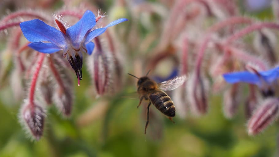 flower, bee, forage, macro, flowering plant, invertebrate, insect HD wallpaper