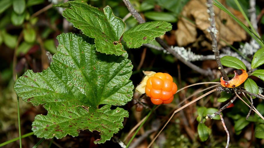 cloudberry, polish, swamp, leaf, food and drink, growth, plant, HD wallpaper