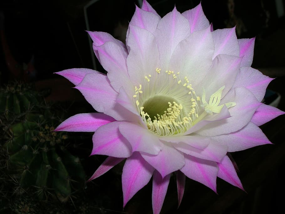 flower, cactus, macro, petal, flowering plant, vulnerability HD wallpaper