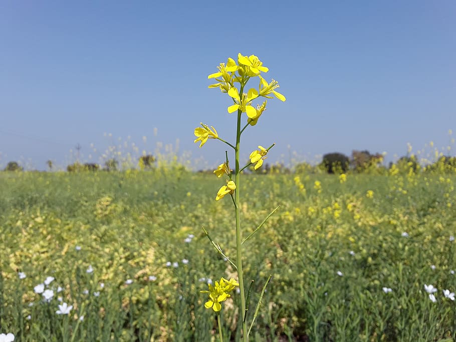 field, nature, hayfield, grass, summer, plant, yellow, flower HD wallpaper