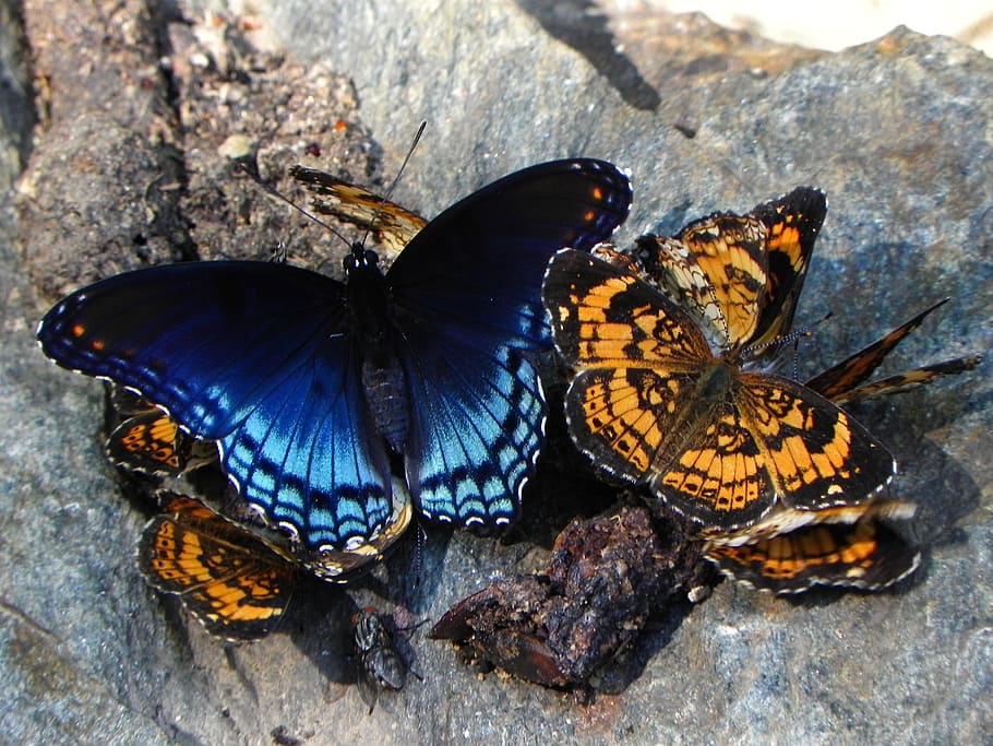 several blue and orange butterflies on rock, pearl crescent, social, HD wallpaper