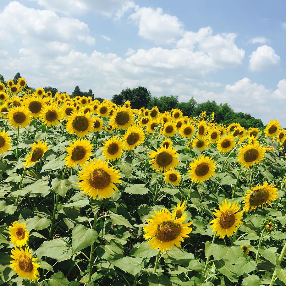 Sunflower, Yellow Blue, Blue Sky, Fields, yellow blue sky, summer HD wallpaper