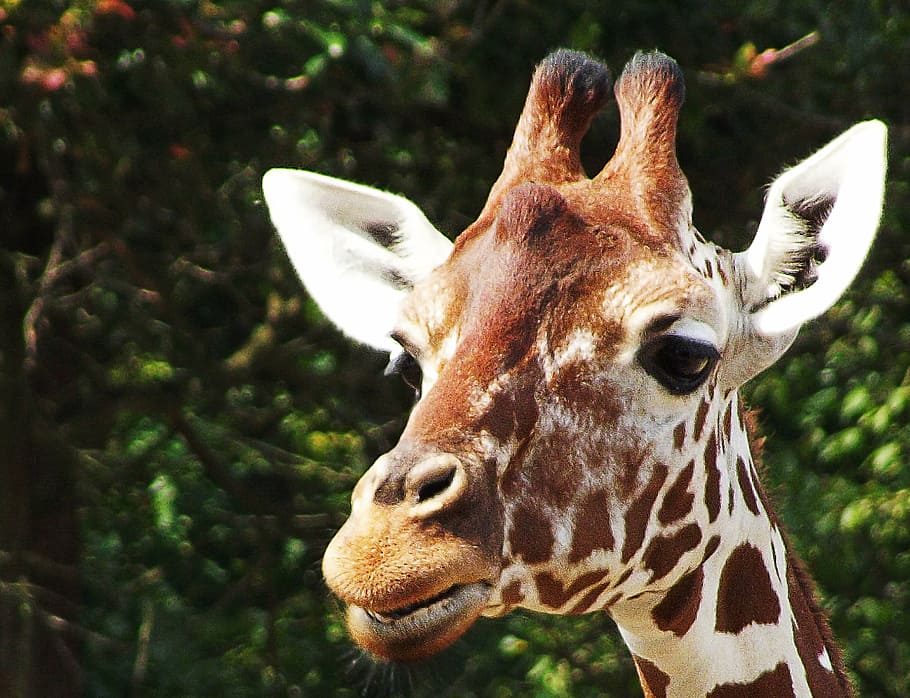giraffe, head, animal, animal themes, one animal, animal wildlife HD wallpaper