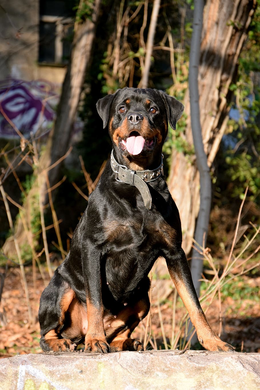 Rotweiler, Dog, Sit, Sun, pets, one animal, domestic animals HD wallpaper