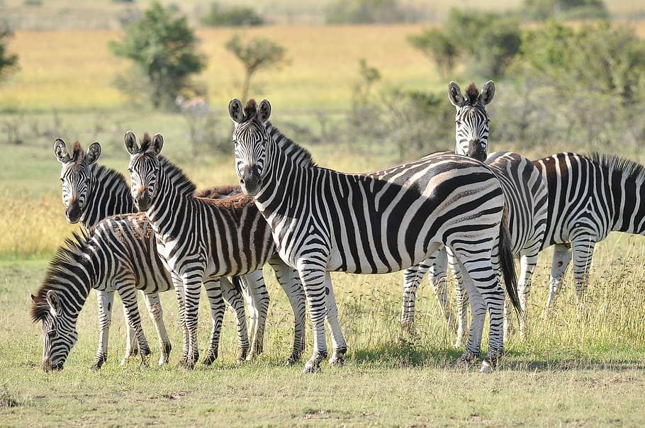 wildlife photography of group of zebra on grass, safari, savanna