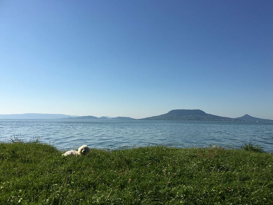 Badacsony, blue, august, grass, scenics, nature, sea, copy space HD wallpaper