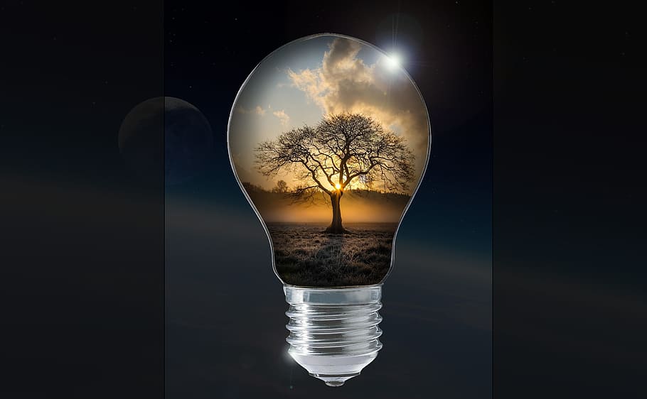 light bulb with tree artwork, pear, lamp, energy, sun, autumn, HD wallpaper