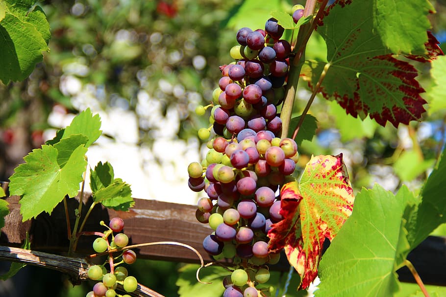 selective focus photography red grapes with vines, wine, fruit, HD wallpaper