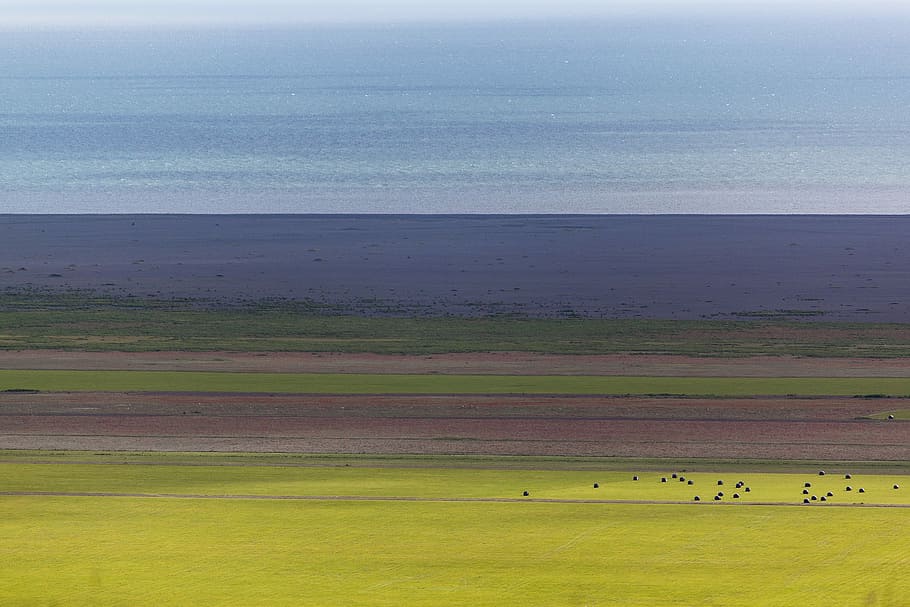 untitled, landscape, horizon, field, grass, water, animal wildlife HD wallpaper