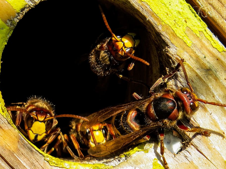 wasp on hole, animals, hornets, insect, nest, hornissennest, einflugloch