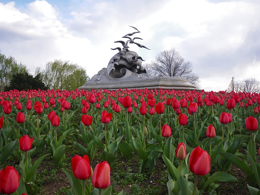 texas, tulips, sky, clouds, flowers, monument, sculpture, park HD wallpaper