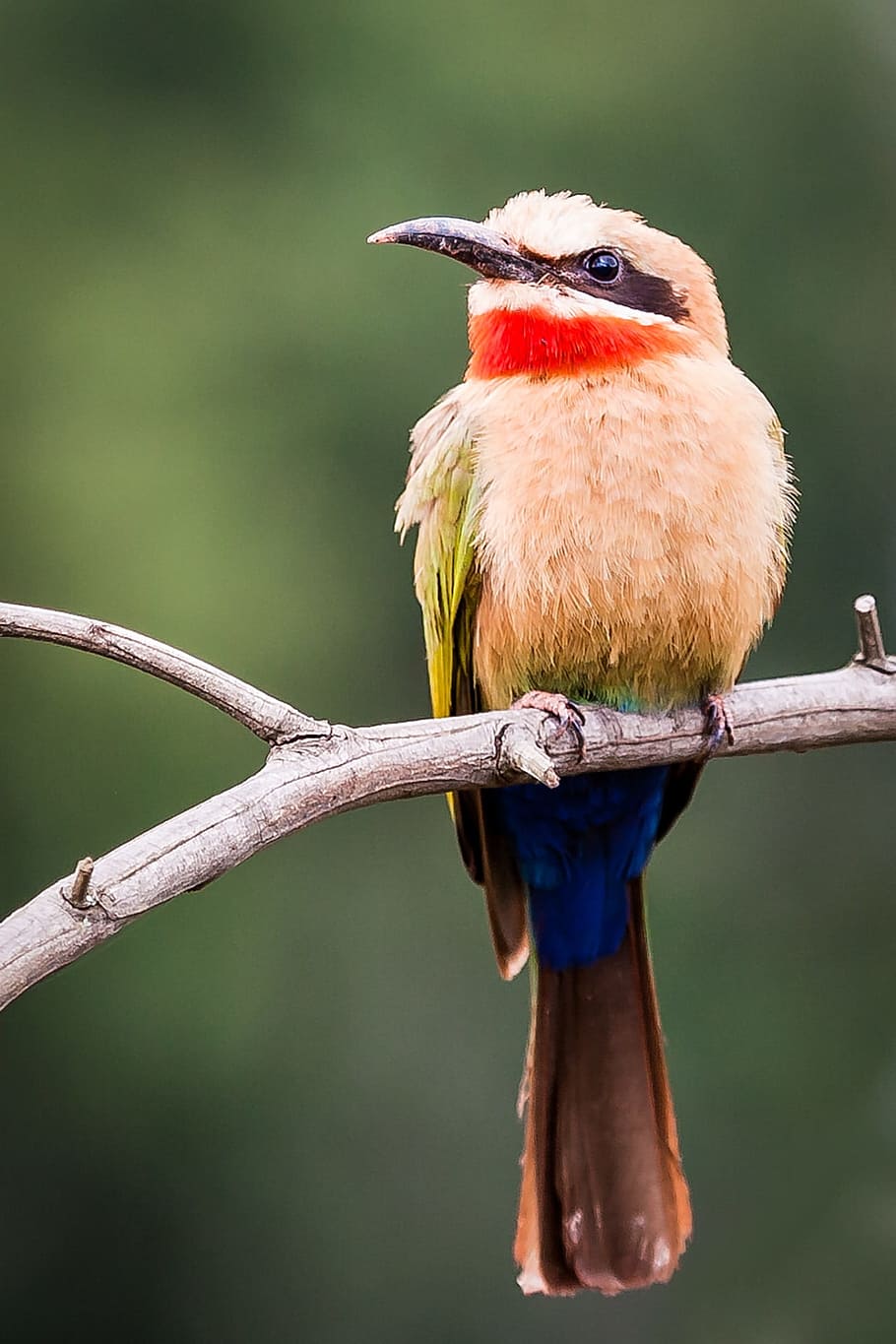 white-fronted bee-eater, eye, looking, portrait, perched, branch, HD wallpaper