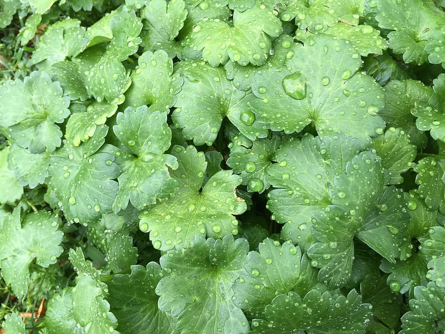 leaves, grass, green, rain, raindrop, spring, green color, full frame HD wallpaper