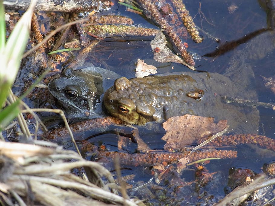 Frog, Toad, Amphibians, Water, Animals, nature, privacy, no people HD wallpaper
