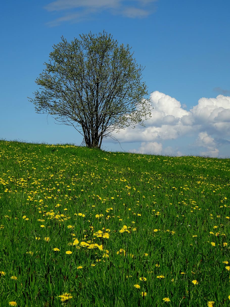tree, meadow, nature, landscape, green, poland, polyana, spring HD wallpaper