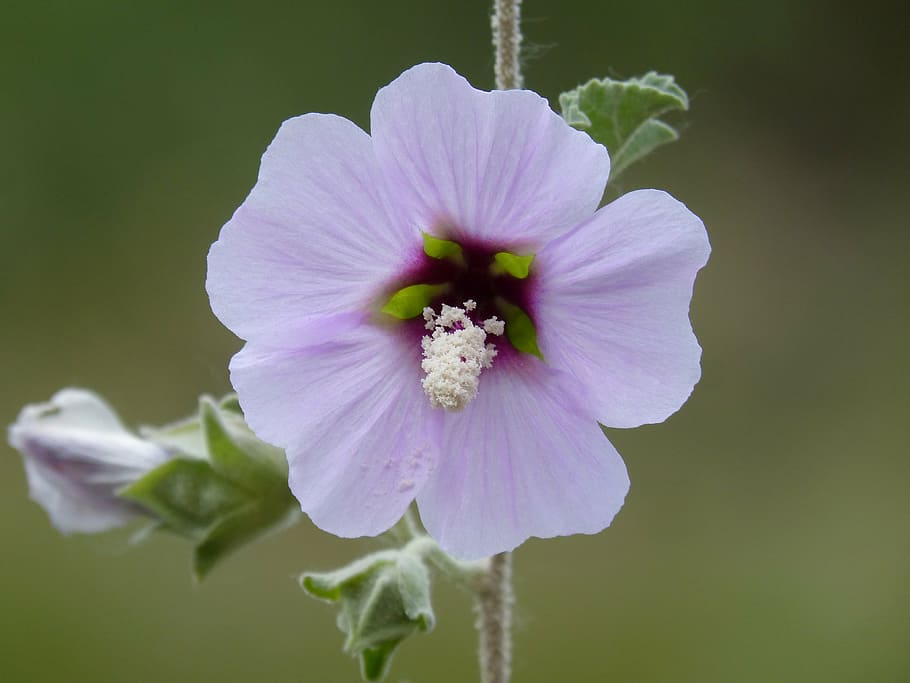 selective focus photo of pink petaled flower, hibiscus syriacus, HD wallpaper