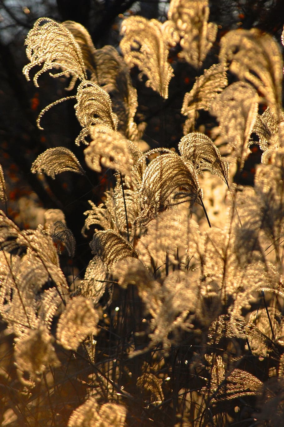 plants, wispy, light, vegetation, flora, sun, dreamy, outdoors HD wallpaper