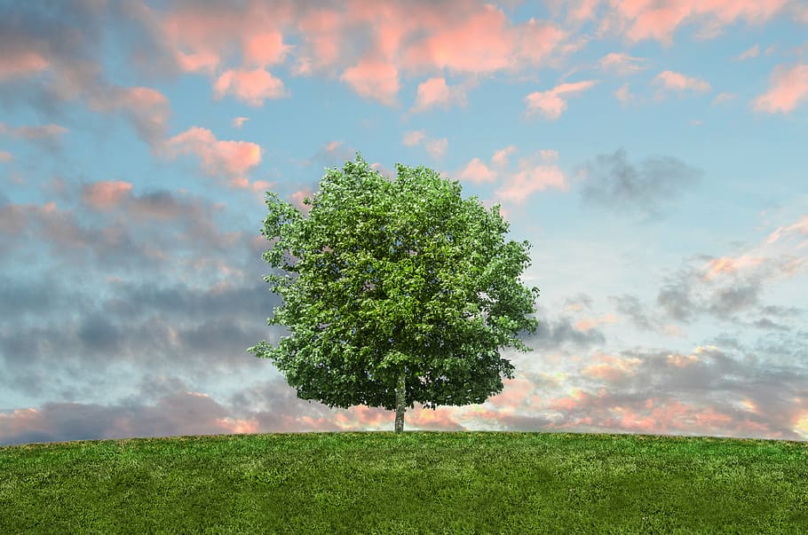 green tree in the middle of the grass field, hill, daytime HD wallpaper