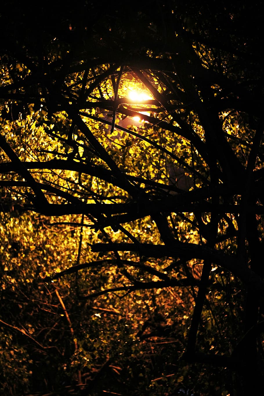 trees, branches, twilight, silhouette, environment, plant, sunlight HD wallpaper