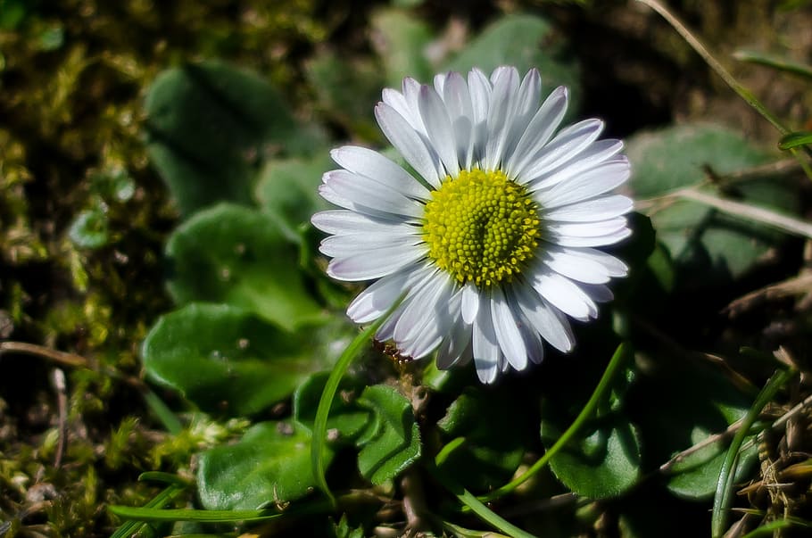 flower, white, macro, spring, nature, blossom, plant, garden HD wallpaper