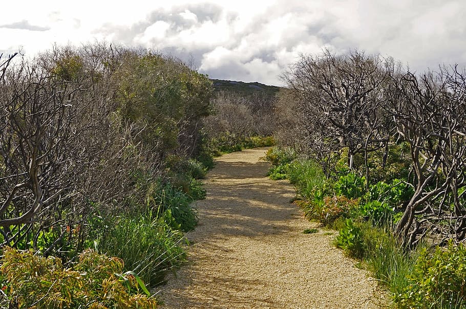 path, bush, nature, nobody, footpath, walk, peaceful, pathway HD wallpaper