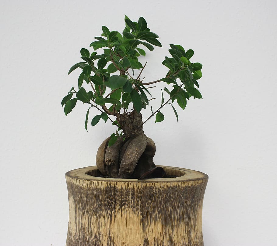 brown and green plant, bonsai, tree, office, grow, nature, potted plant HD wallpaper