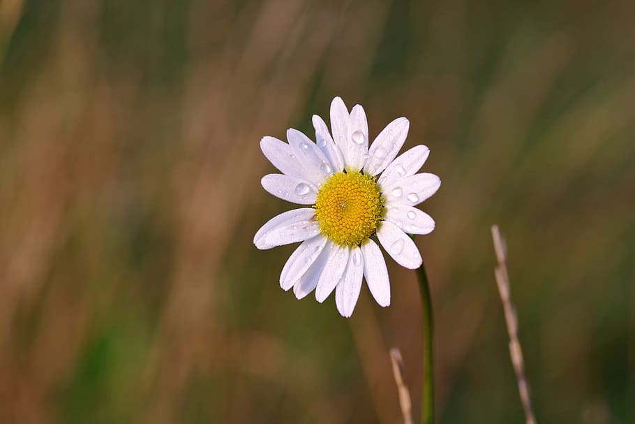 daisy, flower, rosa, drops, summer, green, plant, white, the petals HD wallpaper
