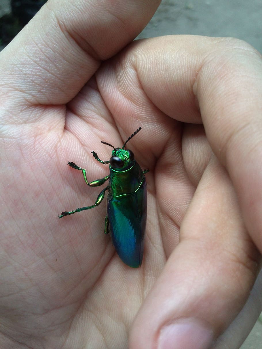 Green Metallic Beetle on Hand, close-up, insect, palm, two-tone HD wallpaper