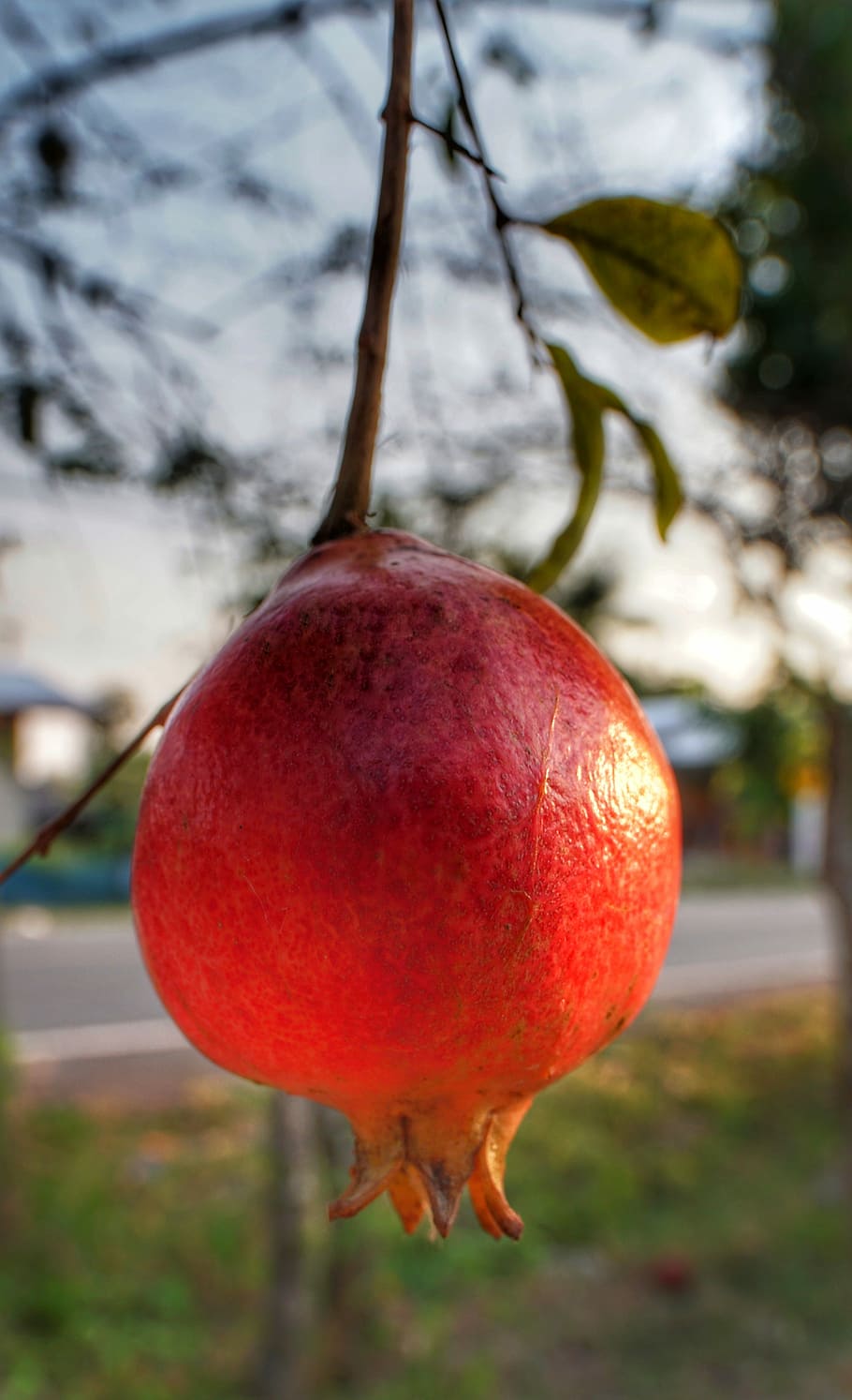 pomegranate, hanging, fruit, nature, leaf, outdoors, tree, fall HD wallpaper