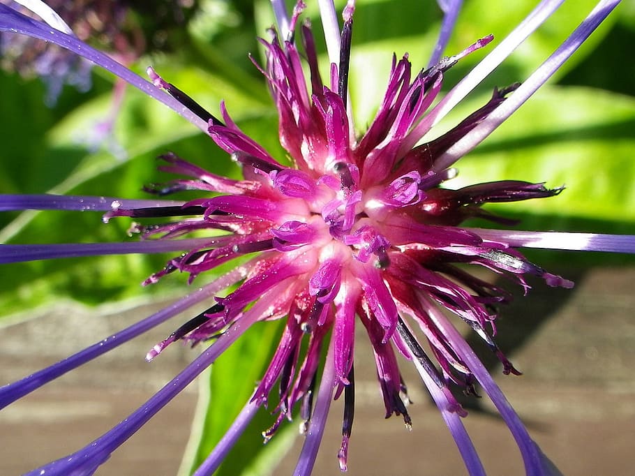 spring, flower, nature, violet, flowering plant, growth, vulnerability HD wallpaper