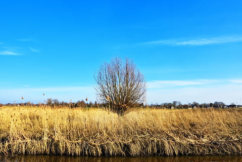 reed, wetlands, tree, lonely tree, landscape, dutch landscape HD wallpaper