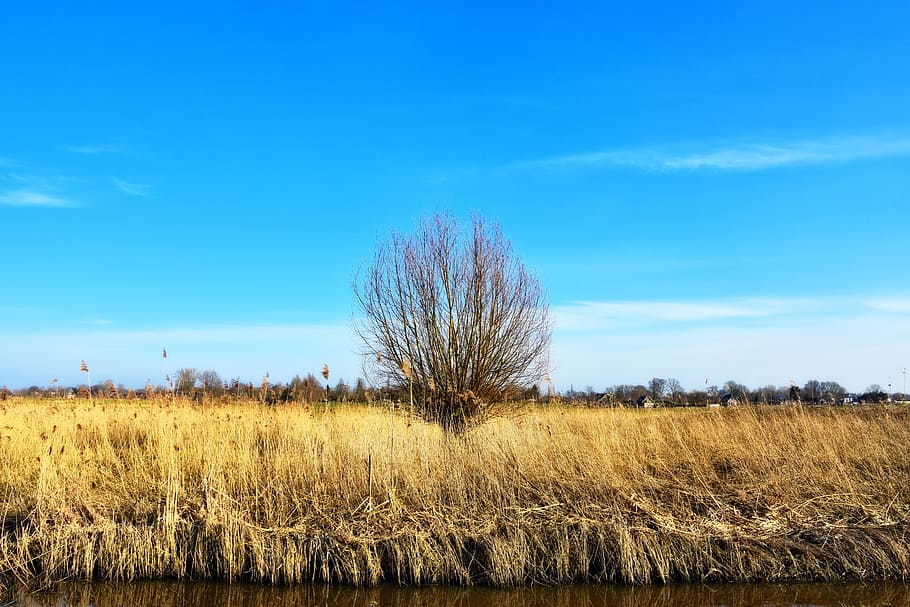 reed, wetlands, tree, lonely tree, landscape, dutch landscape HD wallpaper