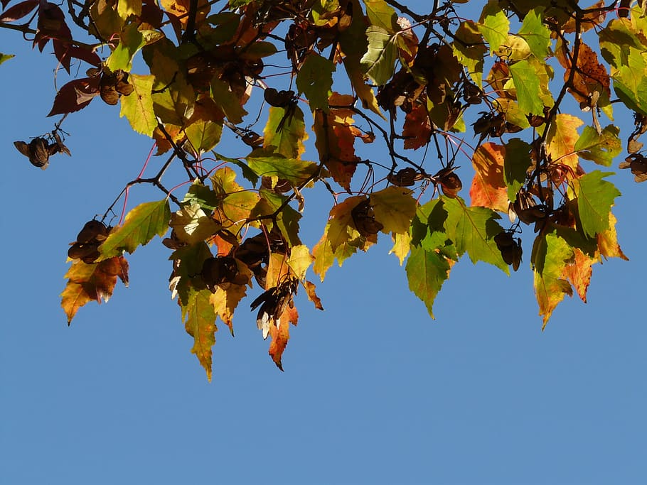 Fire, Maple, Small, Leaf, Fall, Fall Foliage, fire maple, small leaf HD wallpaper
