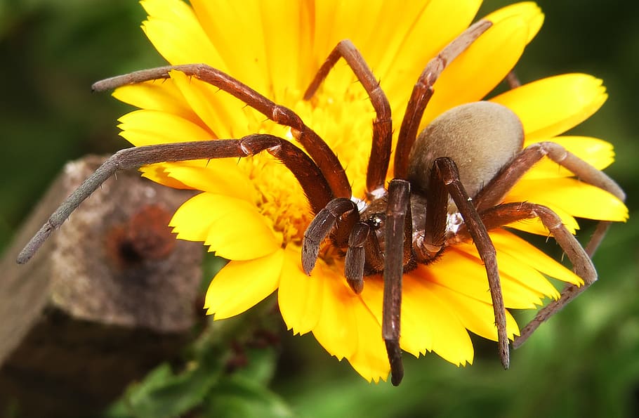 insect, predator, spider, arthropod, colombia, flowering plant HD wallpaper