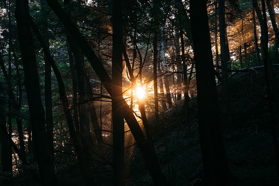 sunrays passing through forest trees, silhouette of trees photo at golden hour HD wallpaper