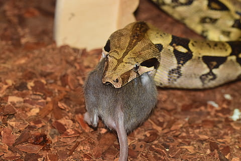 snake, constrictor, boa, eat, red tailed boa, rat, boa constrictor HD wallpaper