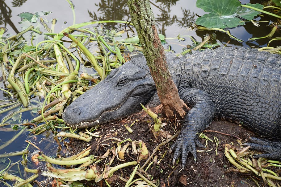 alligator, closeup, sleeping, cute, hangover, gatorland, orlando HD wallpaper