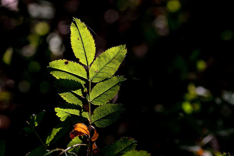 leaf, nature, green, plant, of course, autumn, green leaf, jagged HD wallpaper