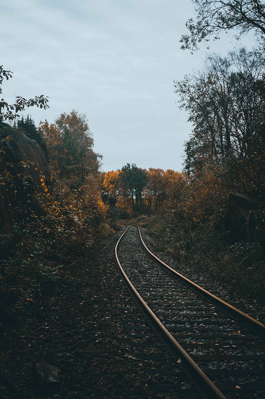 empty railroad between of forest trees, empty train railroad, HD wallpaper