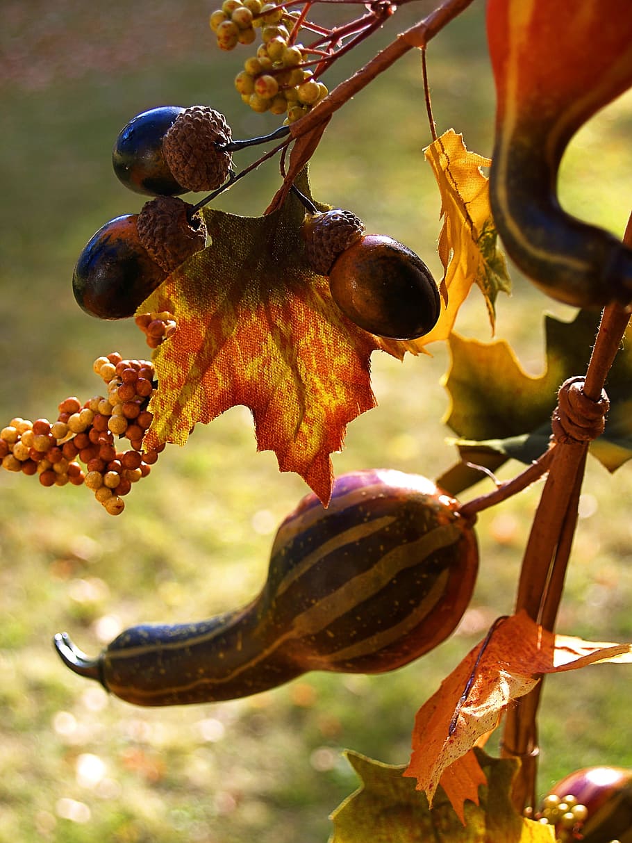decorative gourd, pumpkin, squash, curcurbit, calabash, autumn HD wallpaper