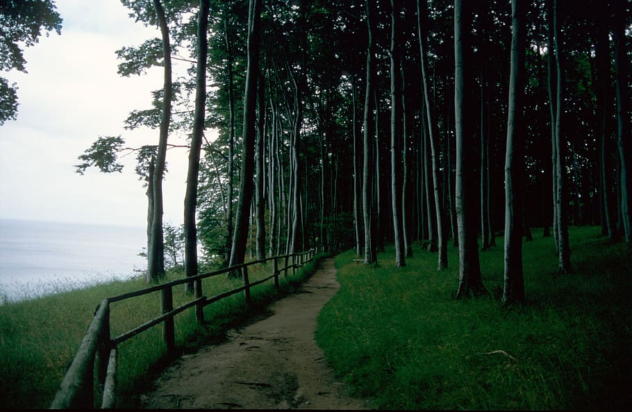 forest, away, nature, trees, forest path, hiking, mood, plant HD wallpaper
