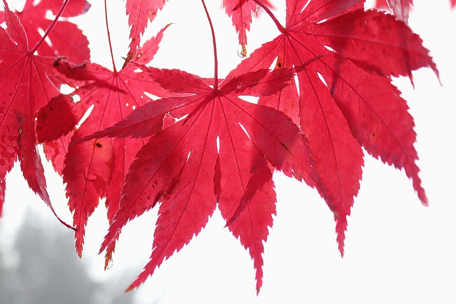 maple, leaf, red, autumn, maple leaf, nature, tree, late summer HD wallpaper