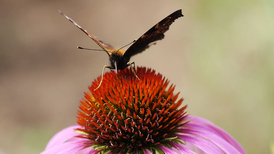 butterfly, drinking, summer, insect, colorful, nature, wing HD wallpaper