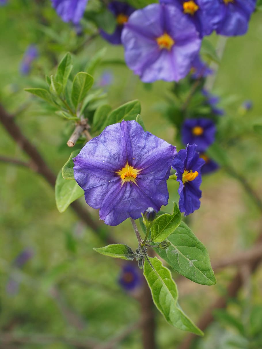 Gentian, Shrub, Flowers, Purple, Violet, gentian shrub, yellow, HD wallpaper