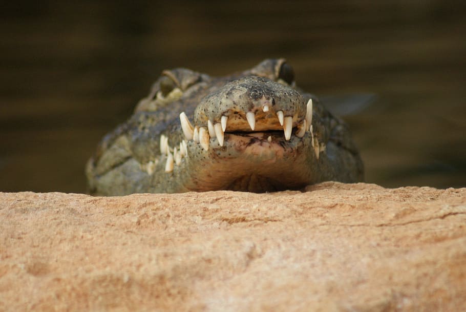 crocodile, teeth, danger, animal, reptile, predator, animal themes HD wallpaper