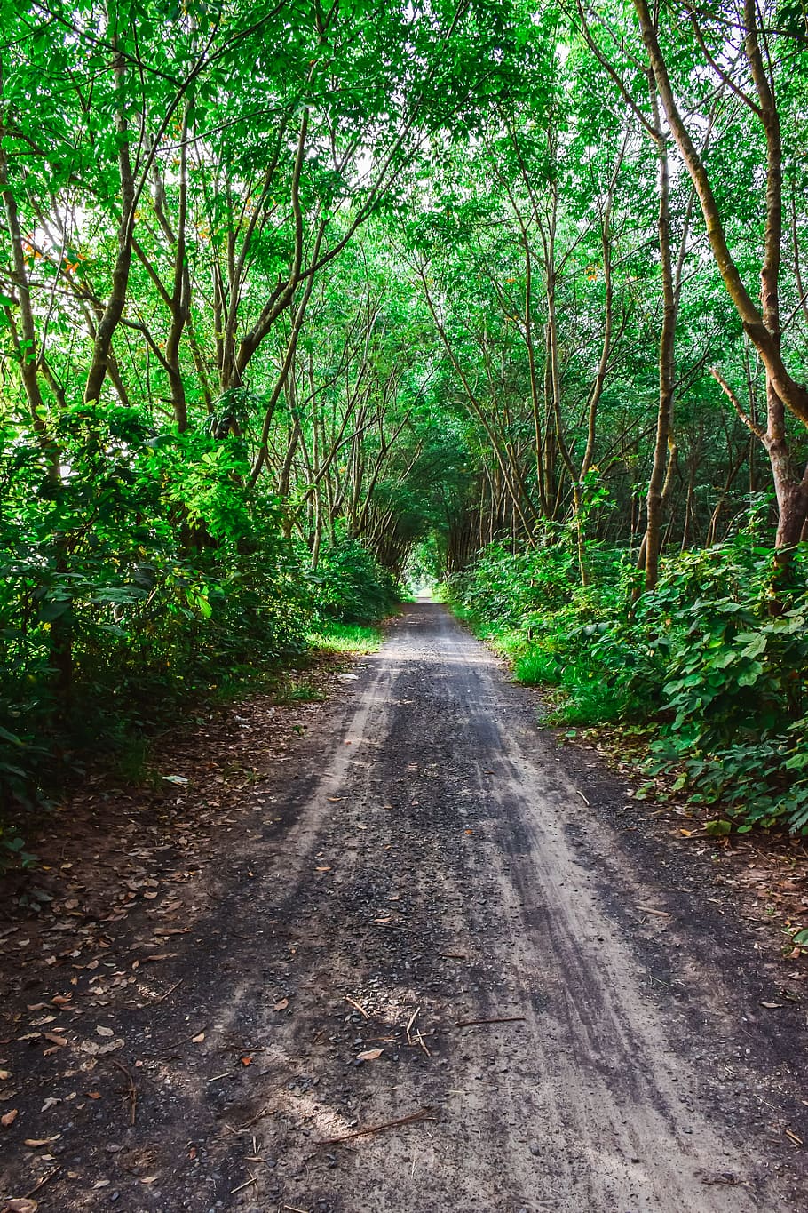 nature, pa, the forests, tree, green, thailand, relaxing, geography HD wallpaper