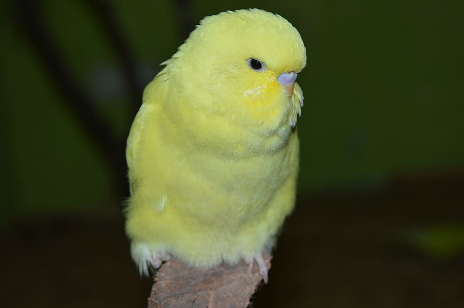 budgie, ziervogel, yellow, animal themes, one animal, parrot HD wallpaper