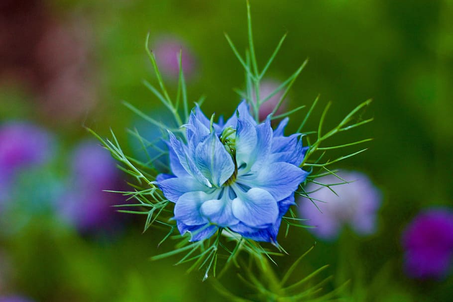 blue flower close-up photography, Corn, Focus, Garden, Spring HD wallpaper