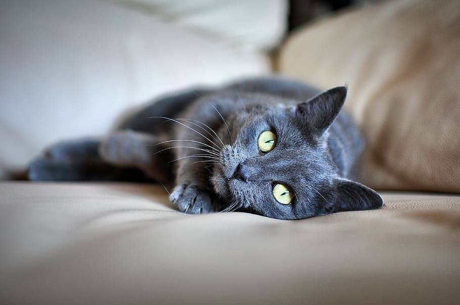 black cat, pet, grey fur, green eyes, lying, domestic Cat, pets, HD wallpaper